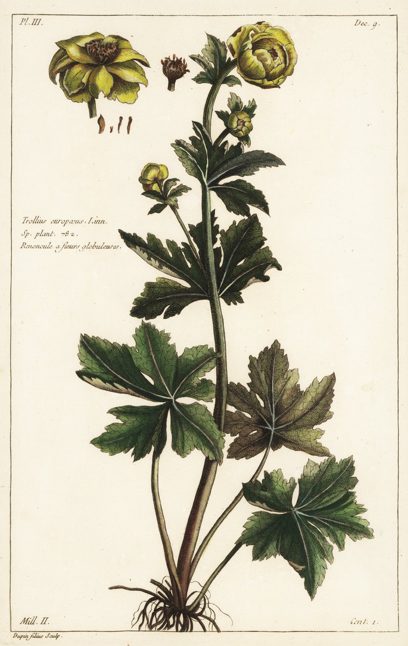 Globo de oro, Trollius europaeus, Linn de the Younger Dupin