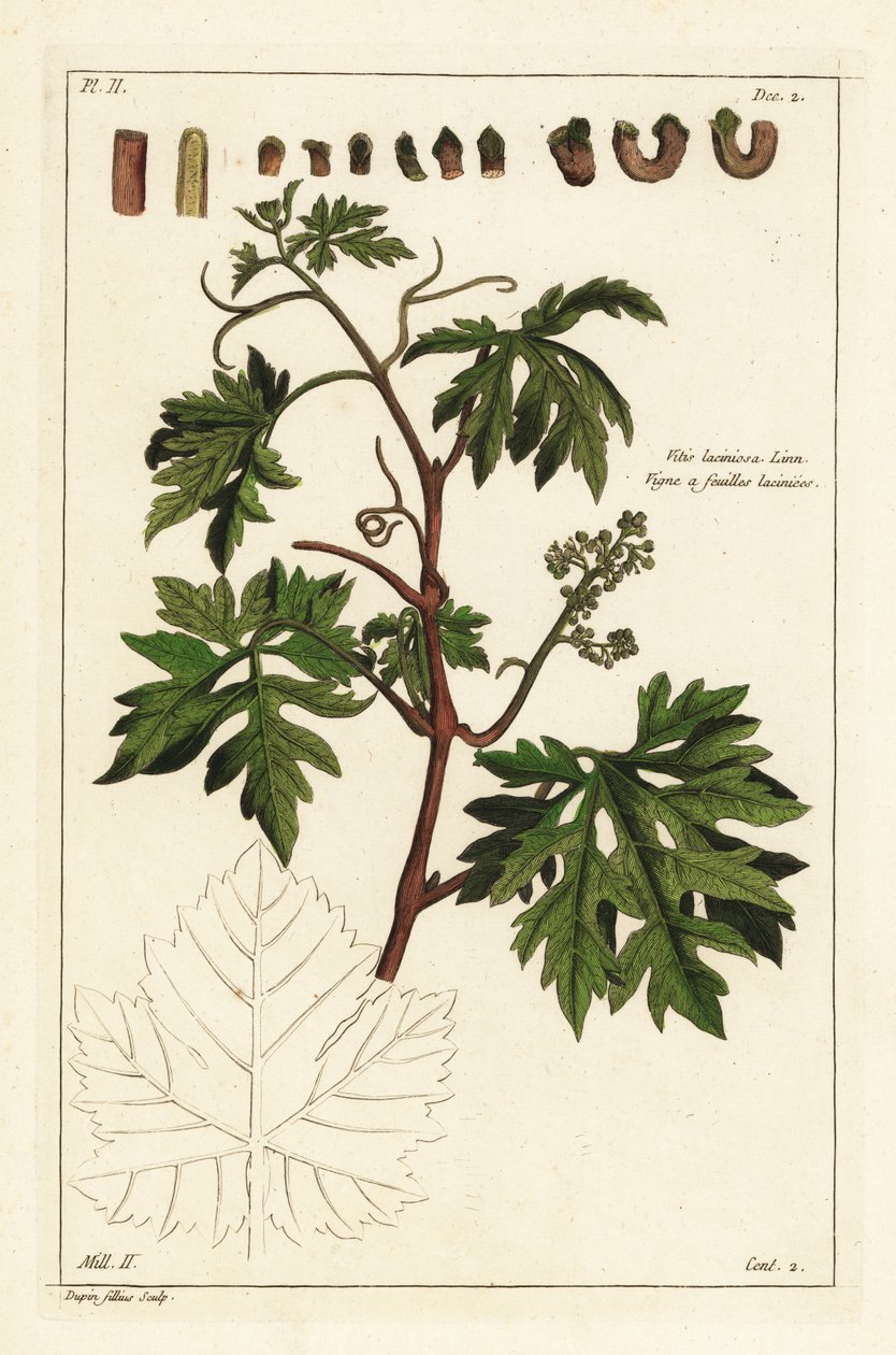 Hojas y uvas en una vid, Vitis vinifera de the Younger Dupin