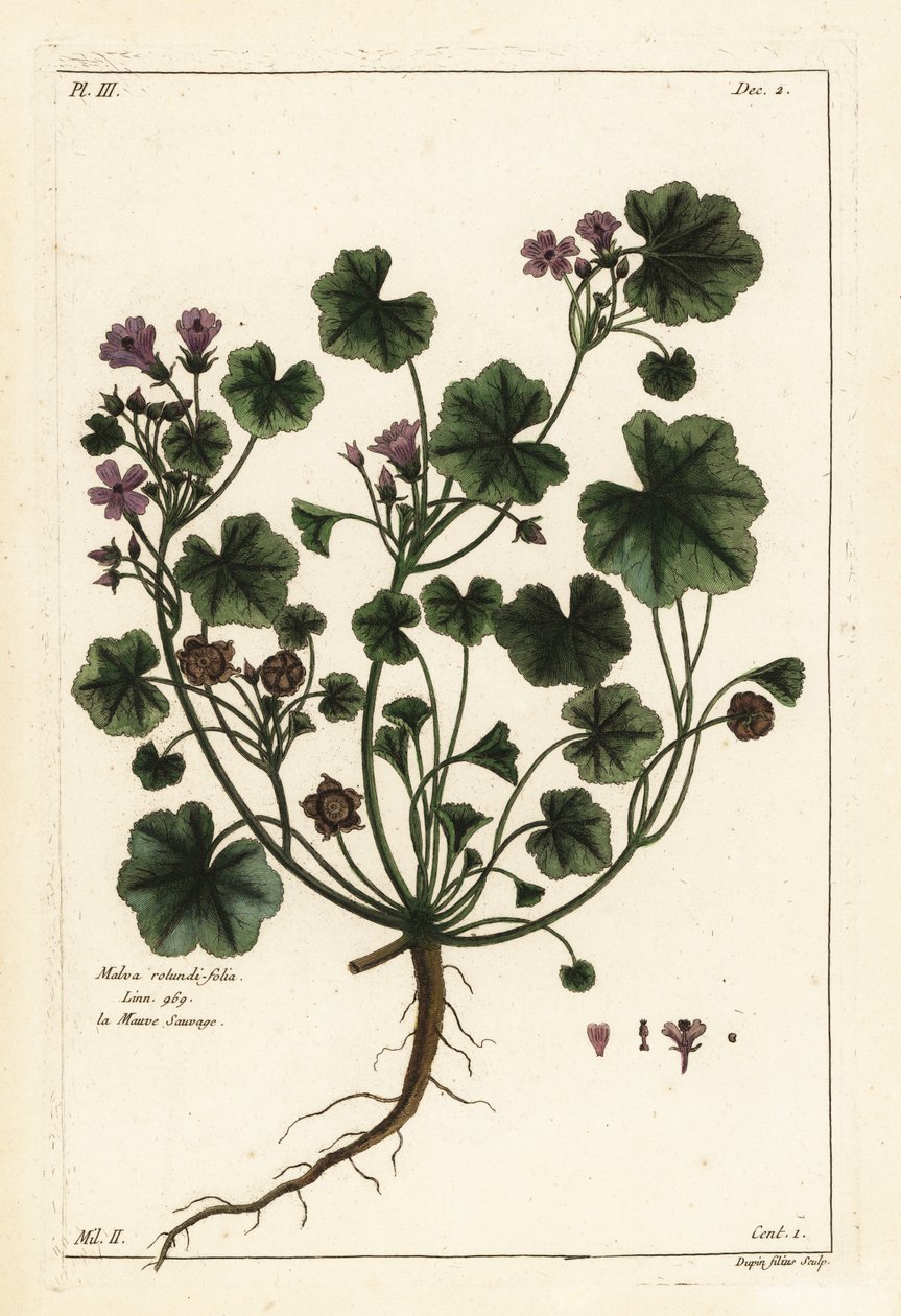 Malva común o malva de hojas redondas, Malva pusilla de the Younger Dupin