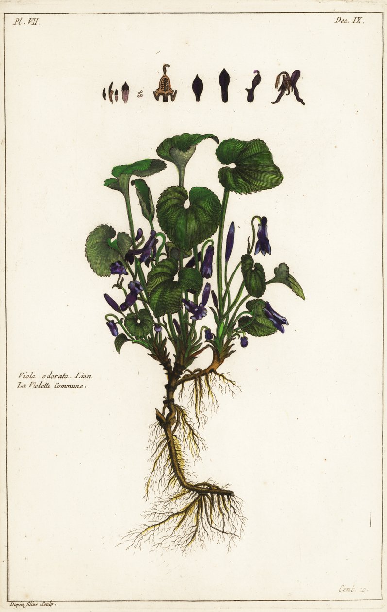 Violeta dulce, Viola odorata, Linn de the Younger Dupin