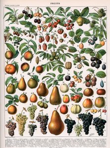 Ilustración de variedades de frutas, c.1905-10 (litografía en color) de (after) Alillot