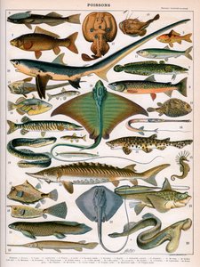 Ilustración de Peces del Océano, c.1905-10 de (after) Alillot