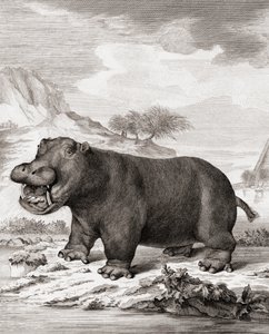 Un hipopótamo (Hippopotamus amphibius) de (after) Dutch School