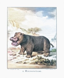 Un hipopótamo (Hippopotamus amphibius) de (after) Dutch School