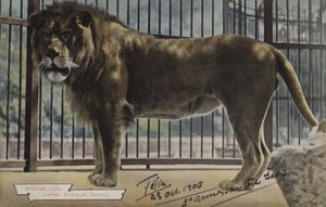 León africano, Jardines Zoológicos de Londres (foto en color) de (after) English photographer