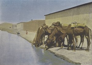 Camellos al borde del río de (after) French Photographer