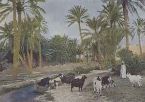 Oasis en Argelia
