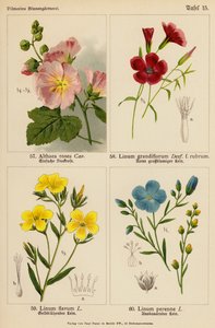 Althaea Rosea, Linum Grandiflorum, Linum Flavum, Linum Perenne (litografía en color) de (after) German School