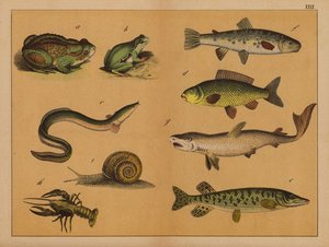 Anfibios, moluscos y peces (litografía en color) de (after) German School