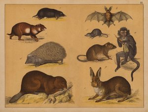 Animales (litografía en color) de (after) German School