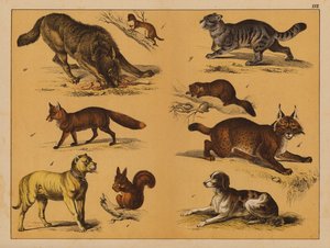 Animales (litografía en color) de (after) German School