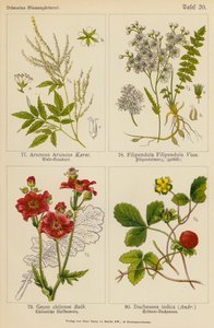 Aruncus Aruncus, Filipendula Filipendula, Geum Chilense, Duchesnea Indica (litografía en color) de (after) German School