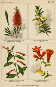 Callistemon Lanceolatus, Myrtus Communis, Cuphea Platycentra, Punica Granatum (litografía en color) de (after) German School