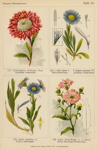 Callistephus Chinensis, Aster Alpinus, Erigeron Speciosus, Aster Amellus, Aster Novi-Belgii (litografía en color) de (after) German School