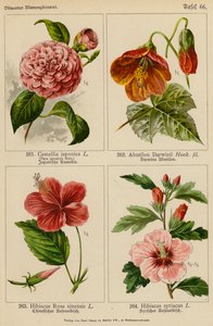 Camellia Japonica, Abutilon Darwinii, Hibiscus Rosa Sinensis, Hibiscus Syriacus (litografía en color) de (after) German School