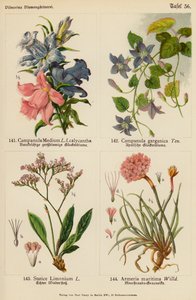 Campanula Medium, Campanula Garganica, Statice Limonium, Armeria Maritima (litografía en color) de (after) German School