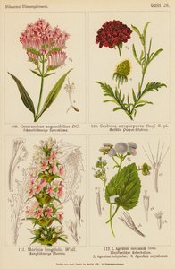 Centranthus Angustifolius, Scabiosa Atropurpurea, Morinia Longifolia, Ageratum Mexicanum, Ageratum Conyzodes, Ageratum Corymbosum (litografía en color) de (after) German School