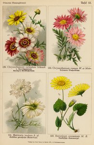 Chrysanthemum Carinatum, Chrysanthemum Roseum, Matricaria Inodora, Doronicum Caucasicum (litografía en color) de (after) German School