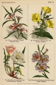 Clarkia Pulchella, Oenothera Lamarckiana, Oenothera Taraxacifolia, Oenothera (Godetia) Rubicunda (litografía en color) de (after) German School