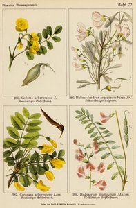 Colutea Arborescens, Halimodendron Argenteum, Caragana Arborescens, Hedysarum Multijugum (litografía en color) de (after) German School