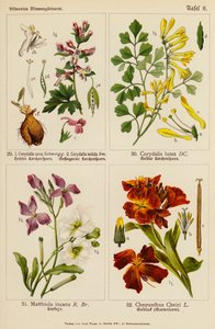Corydalis cava, Corydalis solida, Corydalis lutea, Matthiola incana, Cheiranthus cheiri (litografía en color) de (after) German School