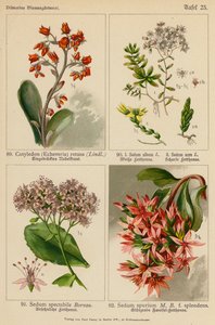 Cotyledon (Echeveria) Retusa, Sedum Album, Sedum Acre, Sedum Spectabile, Sedum Spurium (litografía en color) de (after) German School