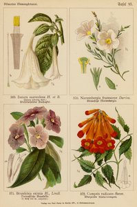 Datura Suaveolens, Nierembergia Frutescens, Brunfelsia Eximia, Campsis Radicans (litografía en color) de (after) German School