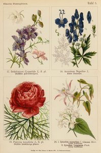 Delphinium Consolida, Aconitum Napellus, Paeonia Tenuifolia, Epimedium Macranthum F Violaceum, Epimedium Youngianum (litografía en color) de (after) German School