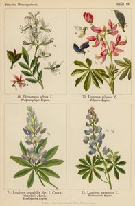 Dictamnus Albus, Lupinus Pilosus, Lupinus Mutabilis, Lupinus Perennis (litografía en color) de (after) German School