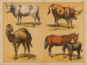 Animales domésticos (litografía en color) de (after) German School