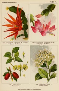 Epiphyllum Gaertneri, Epiphyllum Truncatum, Cornus Mas, Viburnum Tinus (litografía en color) de (after) German School