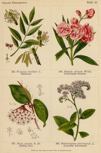 Fraxinus Excelsior, Nerium Odorum, Hoya Carnosa, Heliotropium Peruvianum (litografía en color) de (after) German School