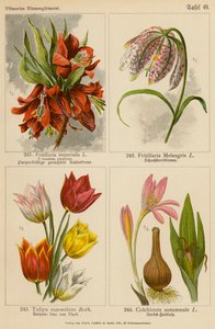Fritillaria Imperialis, Fritillaria Meleagris, Tulipa Suaveolens, Colchicum Autumnale (litografía en color) de (after) German School