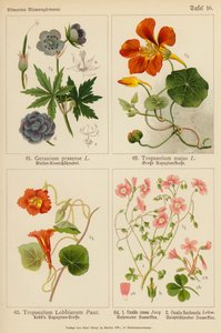 Geranium Pratense, Tropaeolum Majus, Tropaeolum Lobbianum, Oxalis Rosea, Oxalis Floribunda (litografía en color) de (after) German School