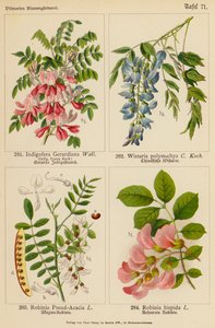 Indigofera Gerardiana, Wistaria Polystachya, Robinia Pseud-Acacia, Robinia Hispida (colour litho) de (after) German School