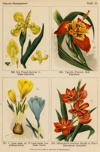 Iris Pseud-Acorus, Tigridia Pavonia, Crocus Vernus, Crocus Aureus, Schizostylis Coccinea (litografía en color) de (after) German School