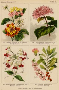 Lantana Aculeata, Clerodendron Foetidum, Clerodendron Thomsonae, Daphne Mezereum (litografía en color) de (after) German School