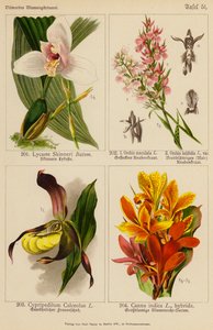 Lycaste Skinneri, Orchis Maculata, Orchis Latifolia, Cypripedilum Calceolus, Canna Indica (litografía en color) de (after) German School