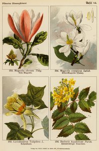 Magnolia Obovata, Magnolia Conspicua, Liriodendron Tulipifera, Berberis Aquifolium (colour litho) de (after) German School