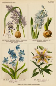 Muscari Comosum, Hyacinthus Orientalis, Scilla Cernua, Lilium Auratum (litografía en color) de (after) German School