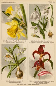 Narcissus Pseudo-Narcissus, Galanthus, Leucojum Vernum, Sprekelia Formosissima (litografía en color) de (after) German School