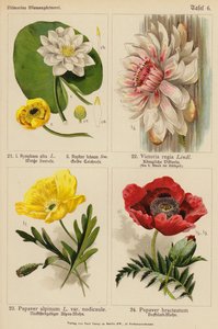 Nymphaea Alba, Nuphar Luteum, Victoria Regia, Papaver Alpinum, Papaver Bracteatum (litografía en color) de (after) German School