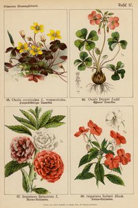 Oxalis Corniculata, Oxalis Deppei, Impatiens Balsamina, Impatiens Sultani (litografía en color) de (after) German School