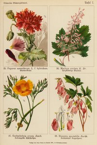 Papaver Somniferum, Macleya Cordata, Eschscholtzia Crocea, Dicentra Spectabilis (litografía en color) de (after) German School
