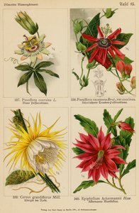 Passiflora Coerulea, Passiflora Racemosa, Cereus Grandiflorus, Epiphyllum Ackermannii (litografía en color) de (after) German School