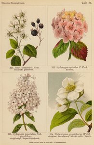 Pirus Canadensis, Hydrangea Opulodes, Hydrangea Paniculata, Philadelphus Grandiflorus (litografía en color) de (after) German School