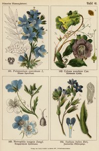 Polemonium Coeruleum, Cobaea Scandens, Nemophila Insignis, Anchusa Italica (litografía en color) de (after) German School