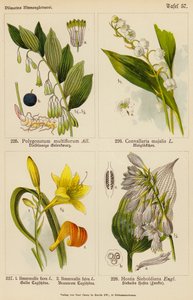 Polygonatum Multiflorum, Convallaria Majalis, Hemerocallis Flava, Hemerocallis Fulva, Hostia Sieboldiana (litografía en color) de (after) German School