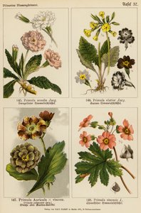 Primula Acaulis, Primula Elatior, Primula Auricula x Viscoa, Primula Pubescens, Primula Sinensis (litografía en color) de (after) German School