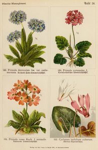 Primula Denticulata, Primula Cortusodes, Primula Rosea, Cyclamen Latifolium Cultorum (litografía en color)